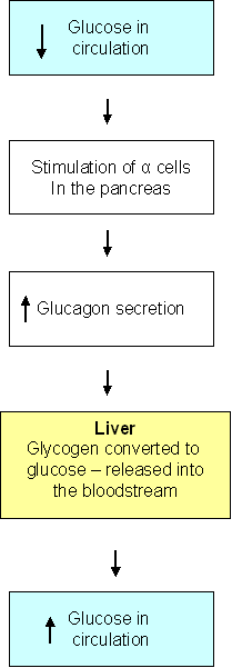 metabolism of glucagon
